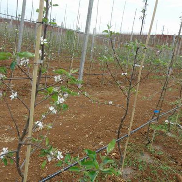 东北耐寒鸡心果苗果树苗盆栽鸡心果树苗矮化苹果苗庭院种植果苗 - 图1