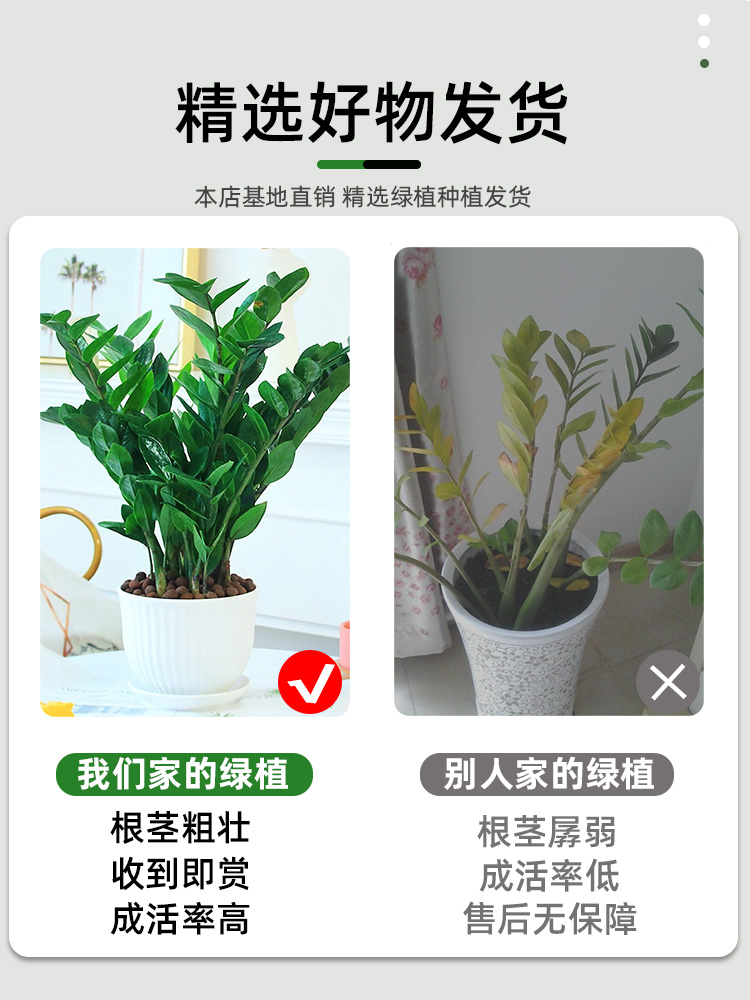 金钱树盆栽植物室内花卉大型客厅好养绿植大摇钱串子招财小发财树-图0