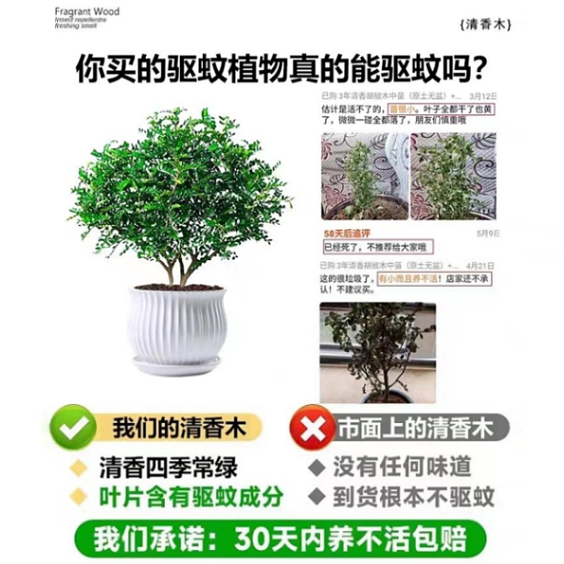 正宗清香胡椒木盆栽花卉室内外驱蚊草植薄荷物树苗老桩九里香绿植 - 图1