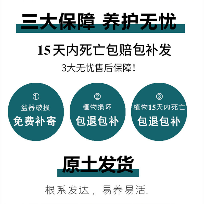 四季夜来香盆栽花树苗带花苞室内阳台趣味植物浓香型四季开花绿植 - 图3