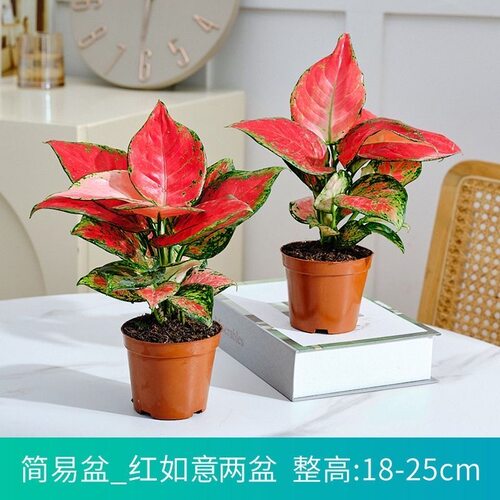 如意吉利红万年红水培植物室内水养花卉发财树富贵竹芋 - 图3