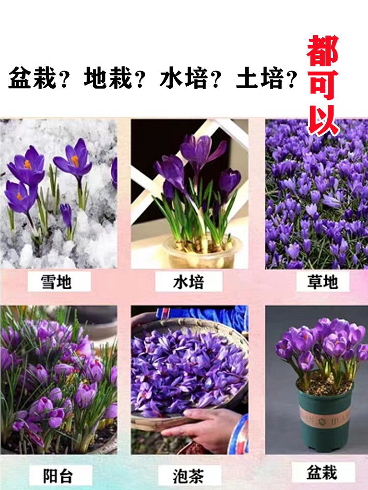 正宗藏红花种球盆栽花种子室内花卉四季开花苗耐寒水培植物好养活 - 图2