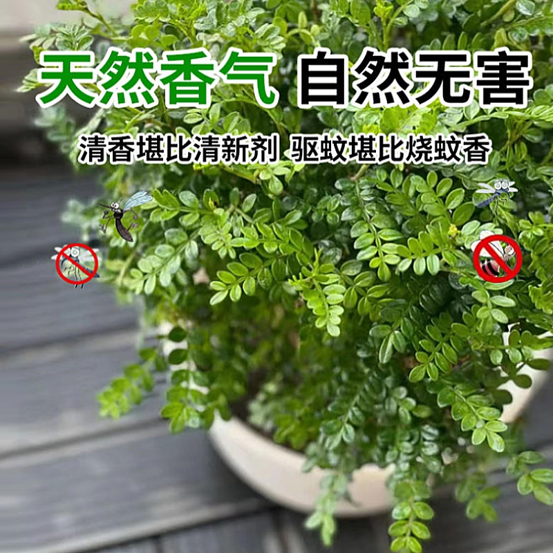 正宗清香胡椒木盆栽花卉室内外驱蚊草植薄荷物树苗老桩九里香绿植-图2