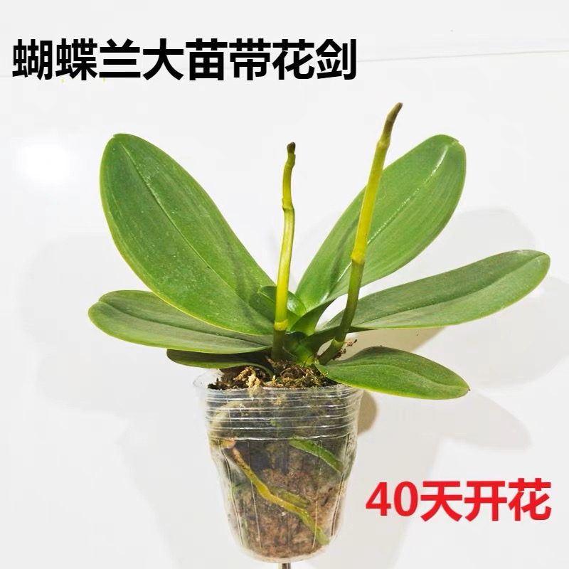 蝴蝶兰花苗带花剑带花苞盆栽兰花大苗客厅室内植物花卉四季好养活 - 图2