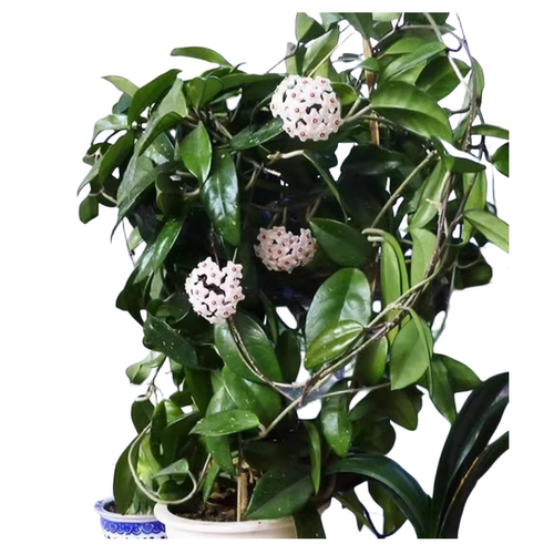 球兰盆栽绿植带花大苗四季开花卉室内爬藤绿叶心叶球兰植物吊兰卷 - 图3