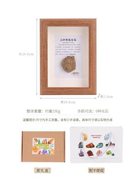 天然化石相框装饰画框古生物标本菊石三叶虫真品装饰画桌面摆件
