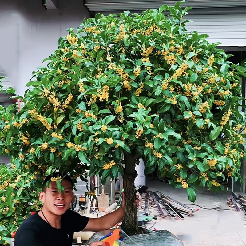 桂花树苗盆栽庭院矮株金桂八月四季地栽浓香型花卉绿植物大桂花树 - 图0