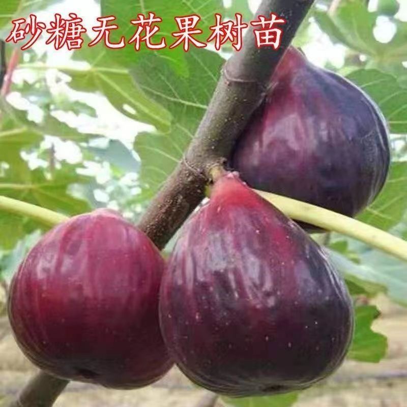 正宗优质嫁接砂糖无花果特大抗寒南北方种植当年结果果树苗 - 图3