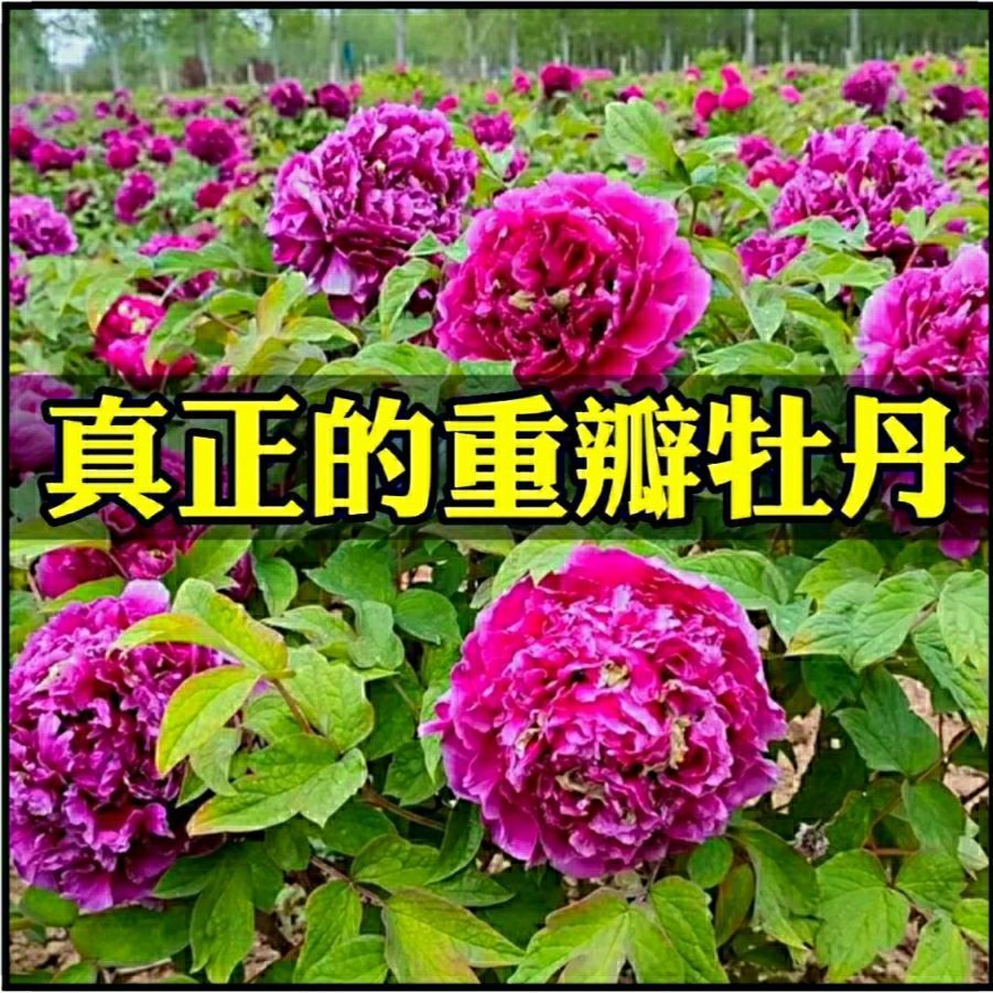 【洛阳发货】牡丹花苗带芽发货正宗洛阳观赏牡丹重瓣花卉庭院盆栽 - 图1