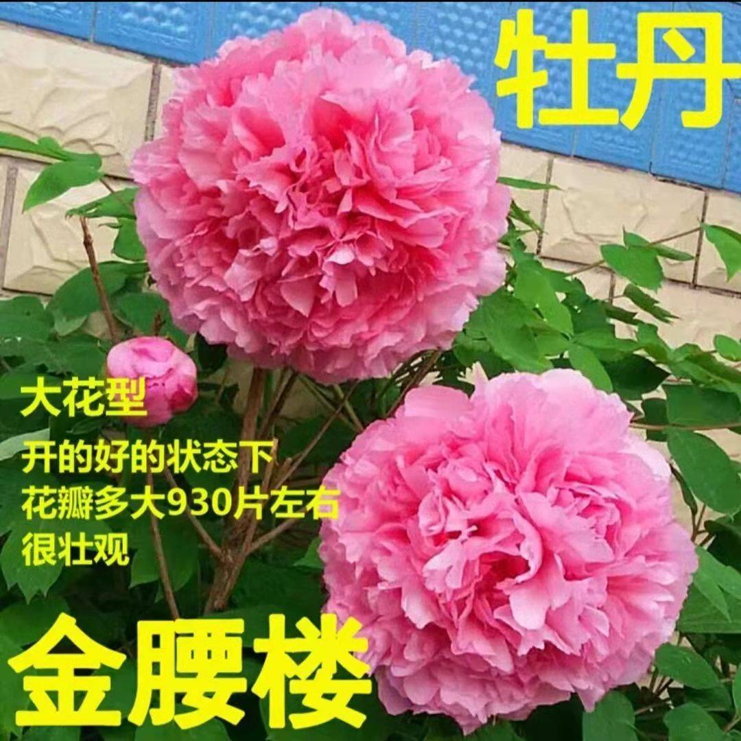 【洛阳发货】牡丹花苗带芽发货正宗洛阳观赏牡丹重瓣花卉庭院盆栽-图2