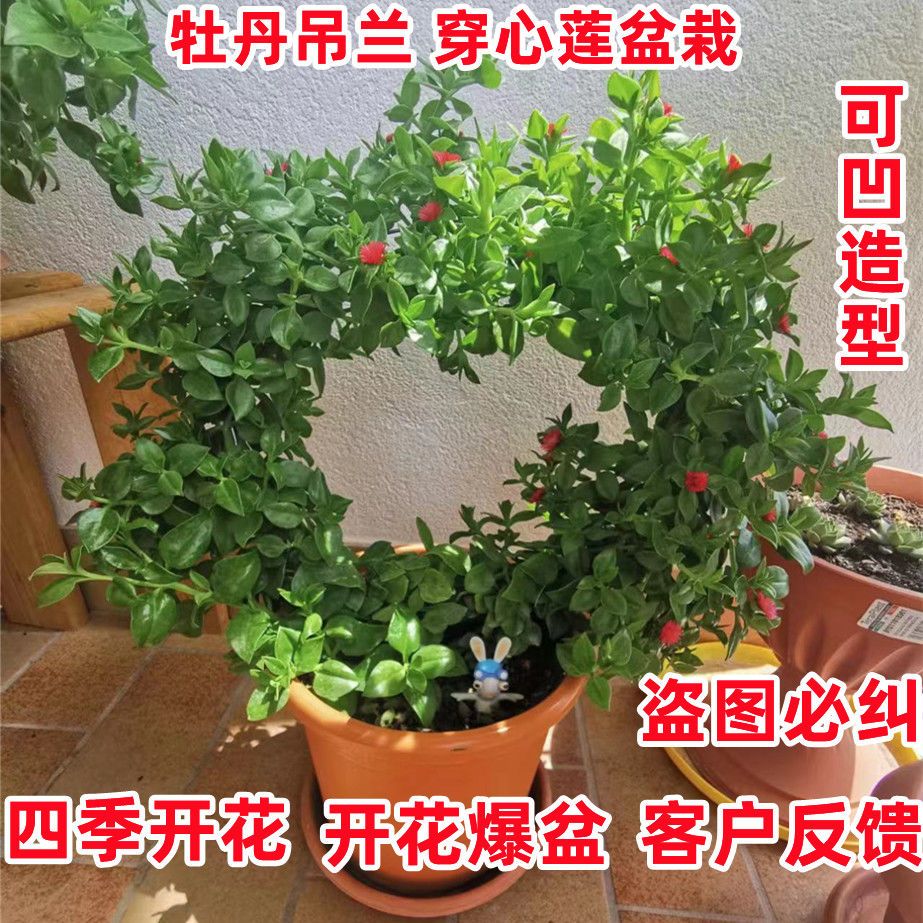 牡丹吊兰花苗室内室外樱花吊兰花蔓草开花食用四季盆栽绿植好养活 - 图0