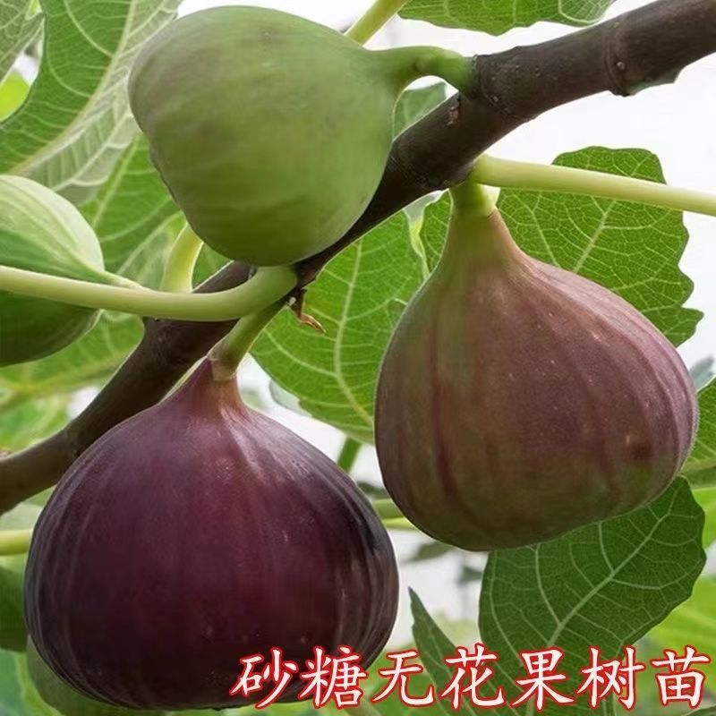 正宗优质嫁接砂糖无花果特大抗寒南北方种植当年结果果树苗 - 图0