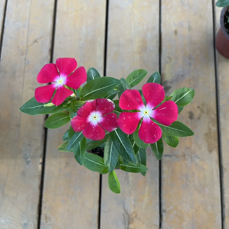 天天开长春花盆栽花卉观花植物庭院室内桌苗小春夏季绿植带花包邮 - 图3