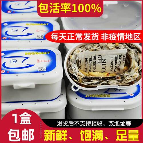 葡萄蜜虫 鱼饵玉米虫活虫 软饵大蜡螟幼虫鱼饵爬宠仓鼠鸟虫子钓鱼 - 图0