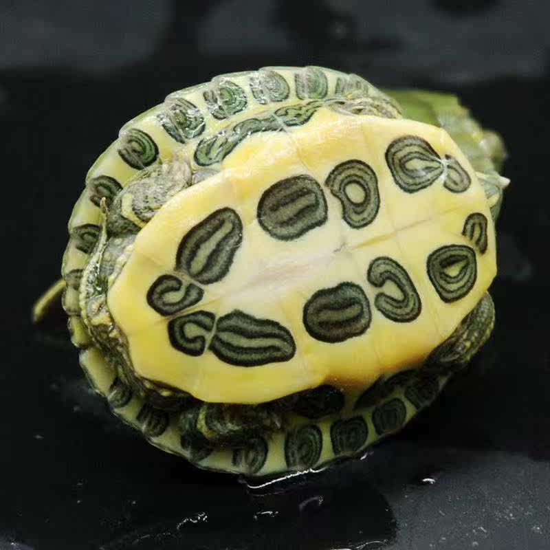 巴西龟大乌龟活物家养好养小型乌龟活体观赏宠物龟水龟情侣龟龟苗,淘宝优惠券,粉丝福利购,淘宝优惠卷