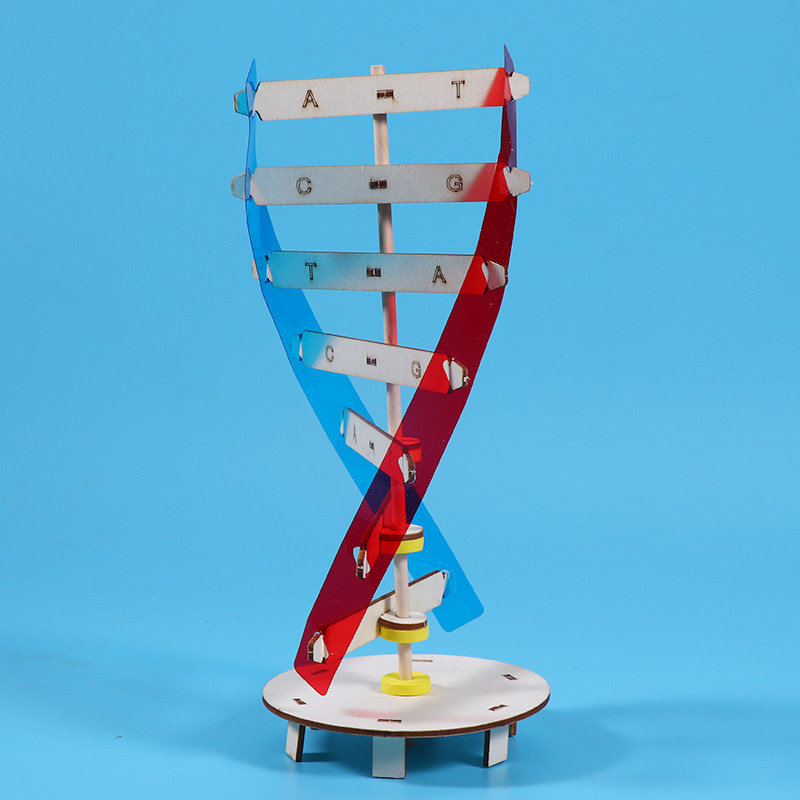 DNA双螺旋结构模型儿童手工DIY人体遗传基因小学生物科学实验玩具,淘宝优惠券,粉丝福利购,淘宝优惠卷