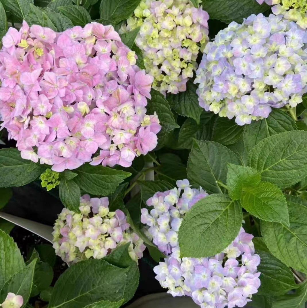 绣球一加仑,淘宝优惠券,粉丝福利购,淘宝优惠卷