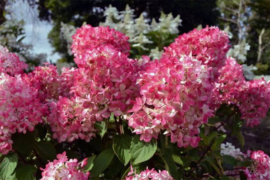 北极熊活力青柠夏日美人石灰灯银河花火圆锥绣球满25包邮,淘宝优惠券,粉丝福利购,淘宝优惠卷