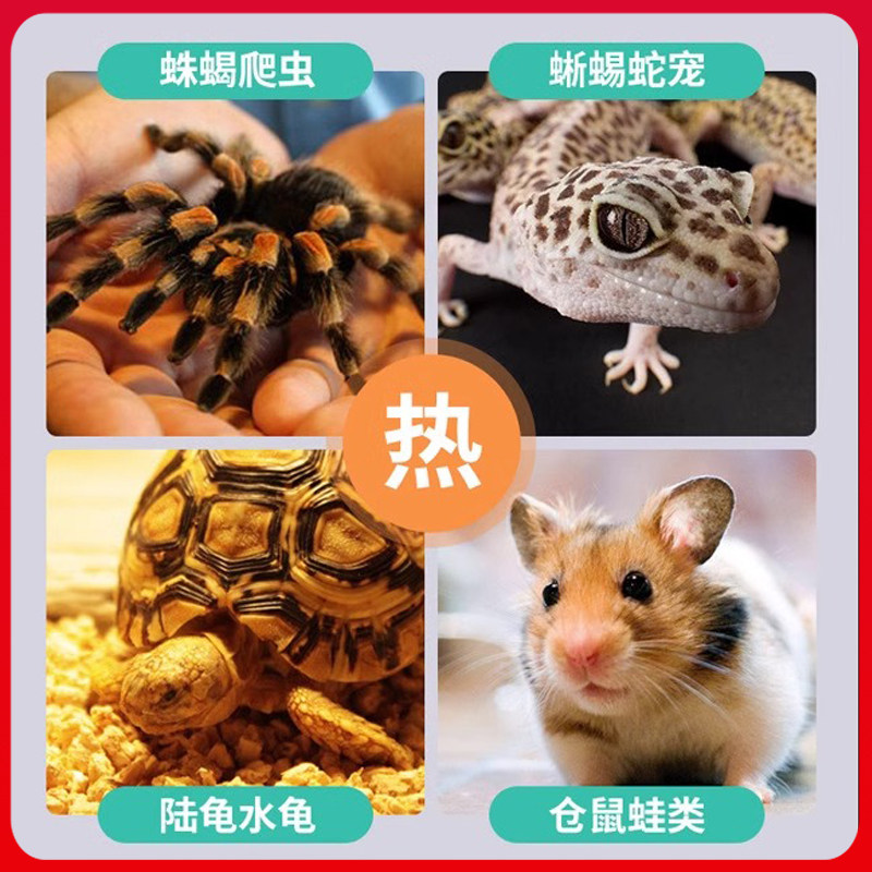 爬虫爬宠物运输加热包水族观赏鱼暖宝宝自发热乌龟打包发货发热包,淘宝优惠券,粉丝福利购,淘宝优惠卷