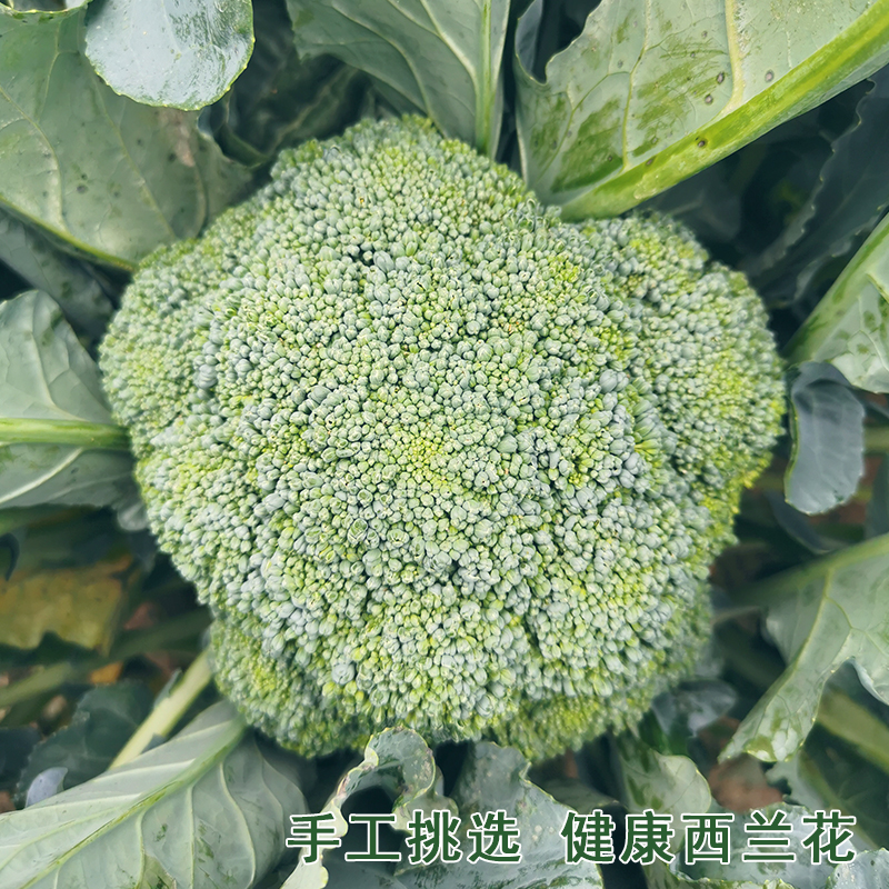 顺丰包邮农家自种现摘西兰花新鲜绿花菜青花菜绿花椰菜青花菜 - 图2