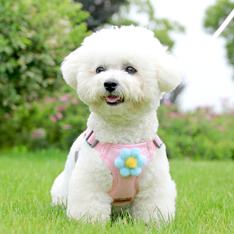 狗狗牵引绳背心式小型犬泰迪比熊博美遛狗绳小狗幼犬胸背带狗链子 - 图1