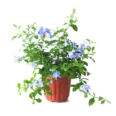 蓝雪花盆栽花苗花期长多季开花耐热好养阳台庭院花卉四季开花爬藤 虎窝淘