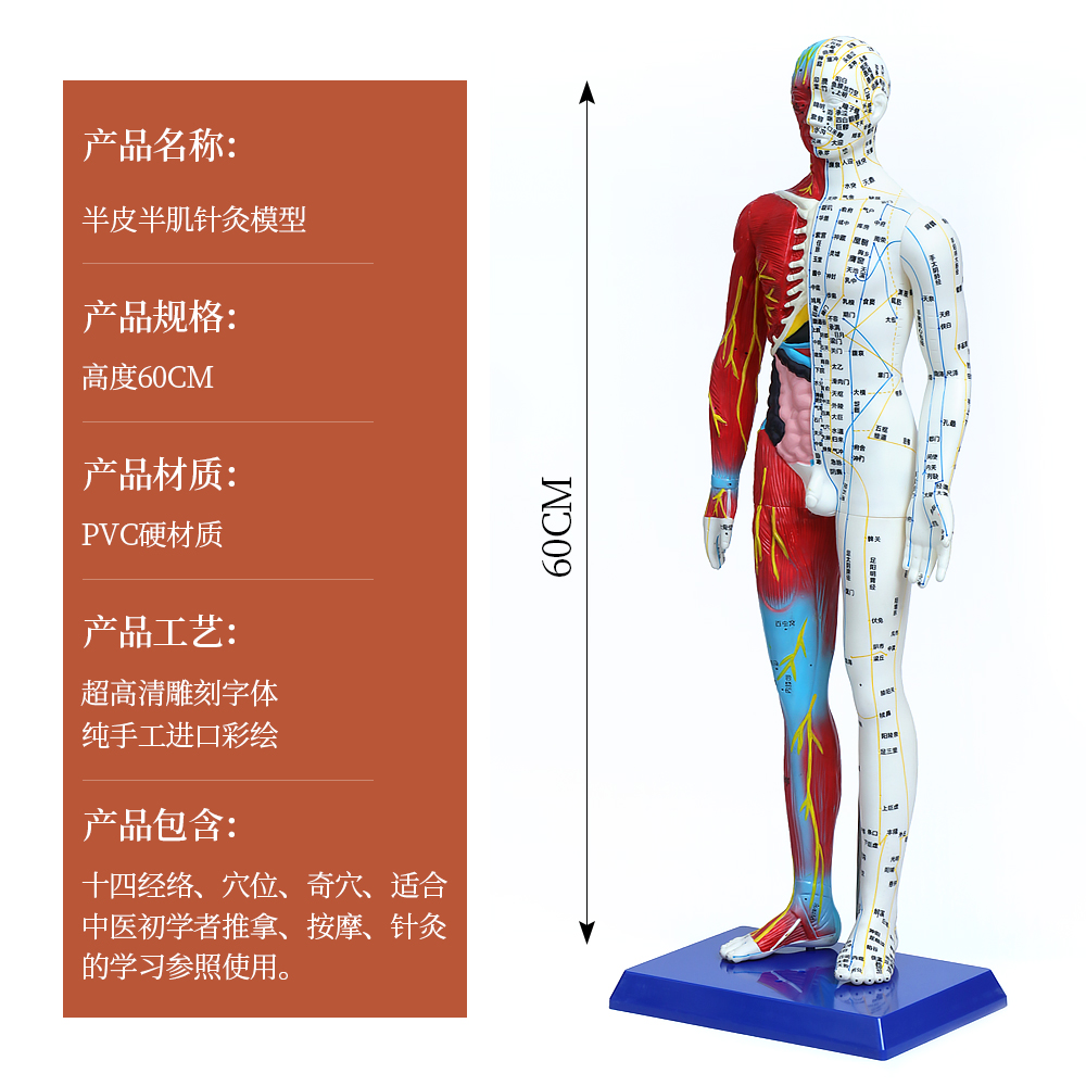 半皮半肌人体模型人体结构模型经络穴位模型清晰易认肌肉人体器官 - 图0