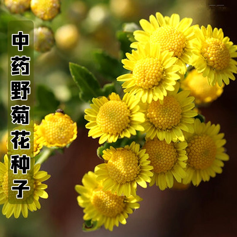 野菊花种子多年生野黄色菊花山坡路边野生花种籽子室外易活盆栽 - 图1