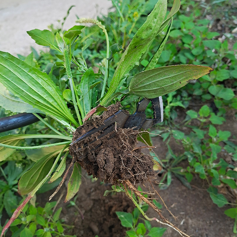 拔草神器人工不弯腰连根除草工具多功能锄草钩家用草坪两用小锄头 - 图1