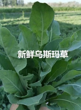 新疆乌斯玛草眉毛精华液男女乌斯曼营养草棒男女学生通用维族植物