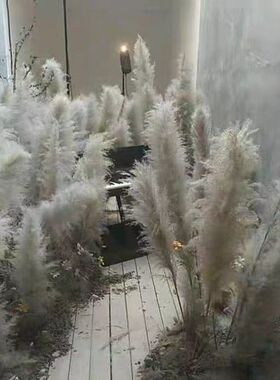 粉色芦苇干花网红景观花束婚庆商场橱窗装饰室内外造景红色芦苇花