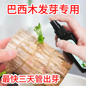 芽动力巴西木营养液巴西木专用营养液巴西木水培营养液养巴西木