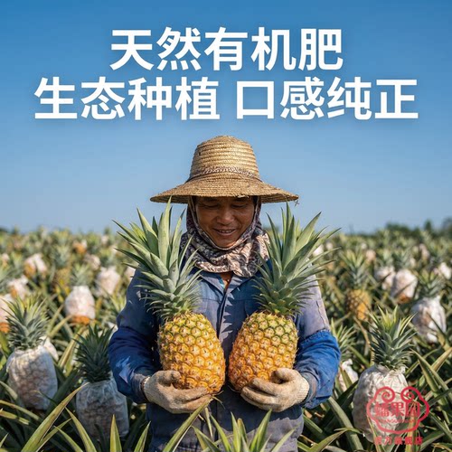 正宗海南金钻凤梨17号特大果新鲜水果树上熟当季手撕无眼香甜爆汁 - 图1