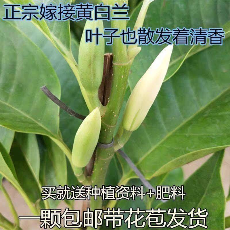 黄角兰花盆栽【买一送一】白兰花树苗嫁接白兰花苗黄角兰苗白玉兰 - 图0