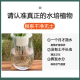 Руйя королева крытая гидропоновая красная горшечная растение