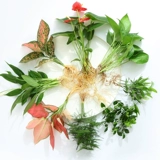 Гидропонное растение зеленые растения Гидравлический гидравлический белый пальмот горшок горшок с бамбуком бамбук зеленый укроп. Четыре сезона богатых воды и богатых.