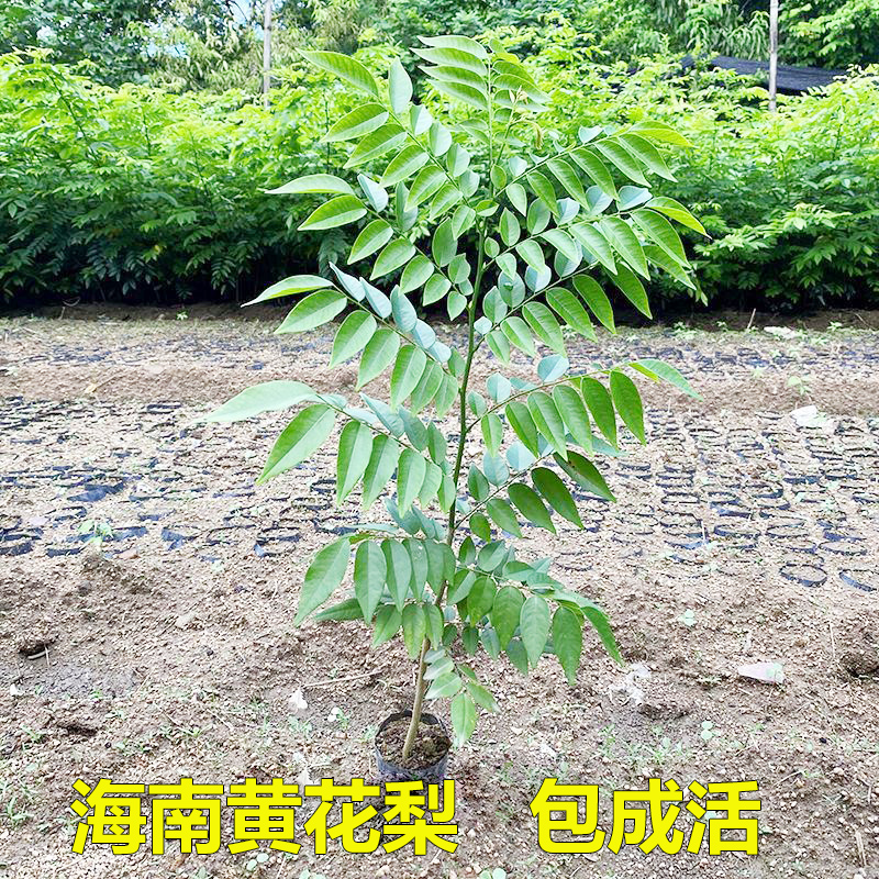 名贵苗木海南黄花梨树苗正宗黄花梨木苗降香黄檀盆栽珍贵植物常绿-图2