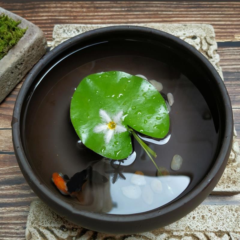 一叶莲无土水生水培植物水生水养鱼池碗莲盆盆栽莲花水养池塘水生 - 图2