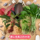 Руйя королева крытая гидропоновая красная горшечная растение