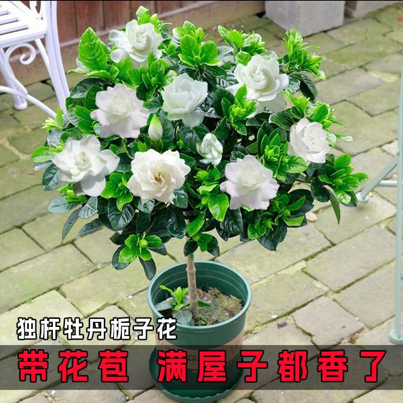 栀子花盆栽花卉植物室内带花苞阳台水培绿植浓香型大树苗四季好养 - 图1