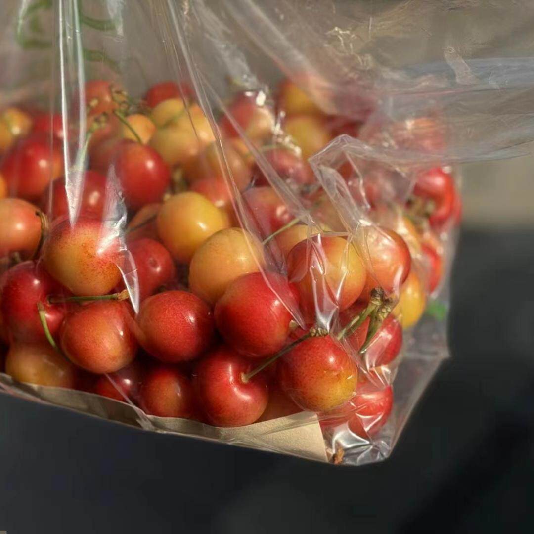 【现货】斯凯拉雷天空之城Skylar Rae黄车厘子整箱4斤大果脆甜 - 图1