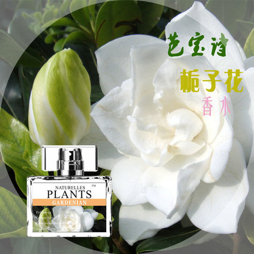 薰衣草香水女士持久留香栀子花清新淡香法国茉莉桂花味正品礼盒装 - 图0