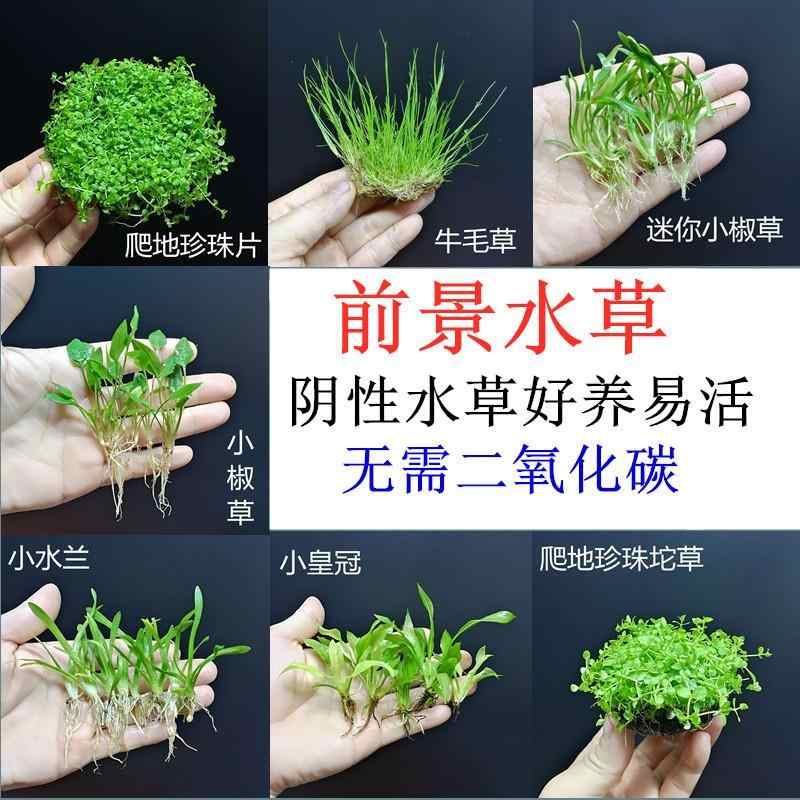 陰性水草前景 新人首單立減十元 22年10月 淘寶海外