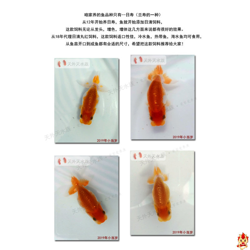 日清丸红饲料鱼苗开口小型鱼饲料日本进口鱼食孔雀鱼金鱼分装瓶装 - 图1