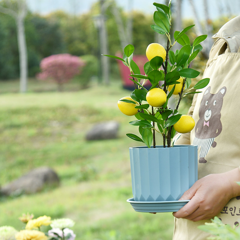 全新北欧简约条纹加厚塑树脂花盆带托蝴蝶兰绿萝多肉彩色塑料花盆,淘宝优惠券,粉丝福利购,淘宝优惠卷