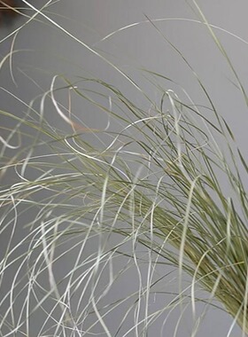 长草芦苇叶侘寂风细叶芒干花