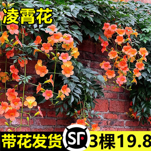凌霄花带花苞炮仗花爬藤植物盆栽庭院爬墙特大号藤蔓四季花卉绿植 - 图1
