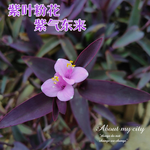 紫竹梅盆栽老桩花卉绿植吊兰植物紫罗兰室内阳台好养庭院四季垂吊 - 图2