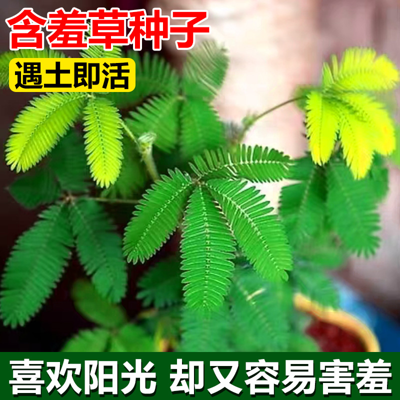 害羞草种子含羞草盆栽植物套餐阳台绿植花卉种子薄荷种籽四季易种