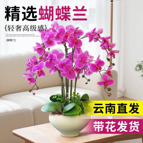 蝴蝶兰盆栽带花苞花苗带花剑兰花大苗客厅室内植物花卉四季好养活 - 图2